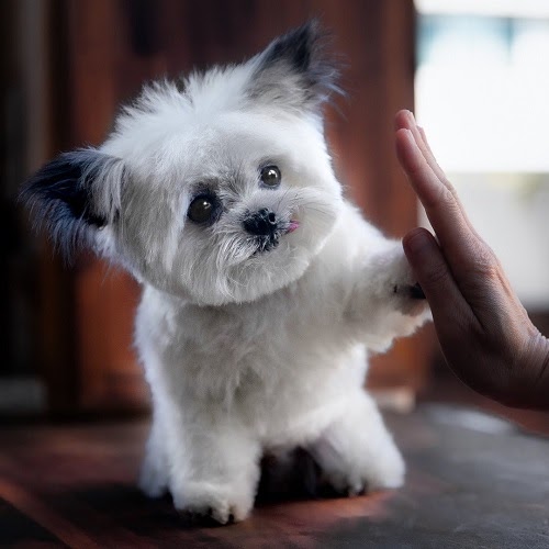 Norbert Dog Youtube Channel Full Details Norbert Dog Youtube Channel Full Details