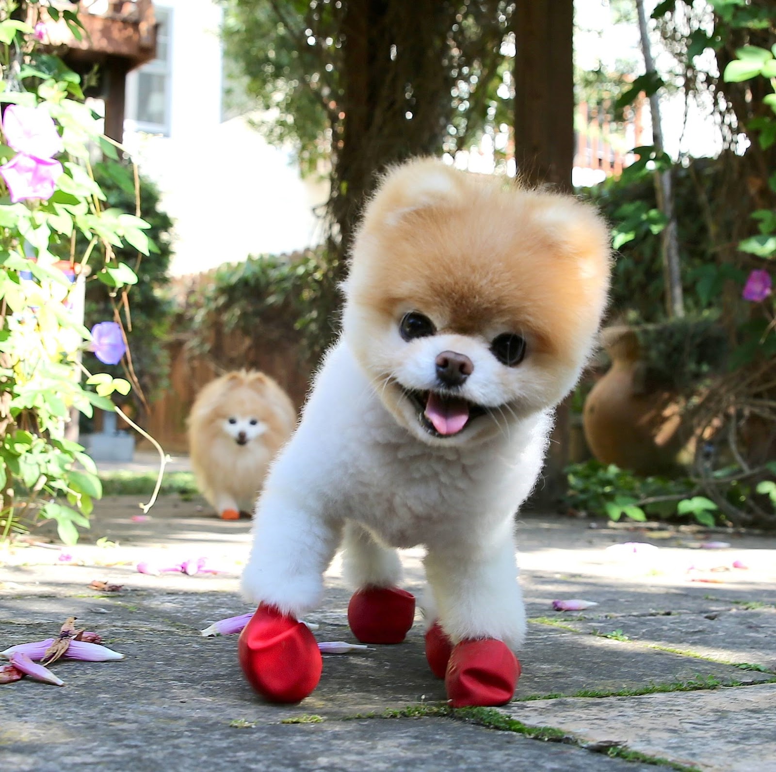 The 1709 Blog The World’s Cutest Dog too commonly shaped