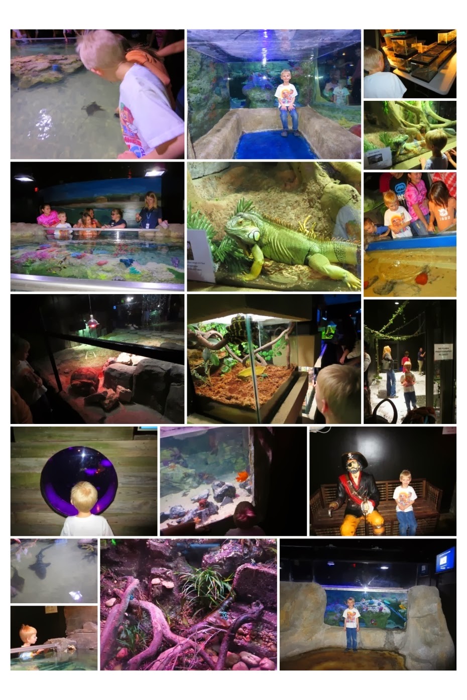 Keitha's Chaos Austin Aquarium