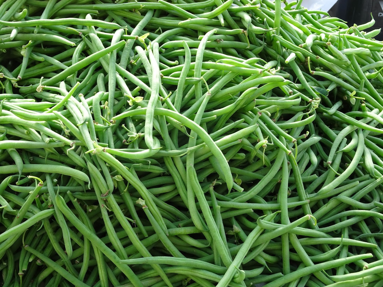 The French Tangerine moelan sur mer