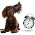 Έχουν οι σκύλοι την αίσθηση του χρόνου;...