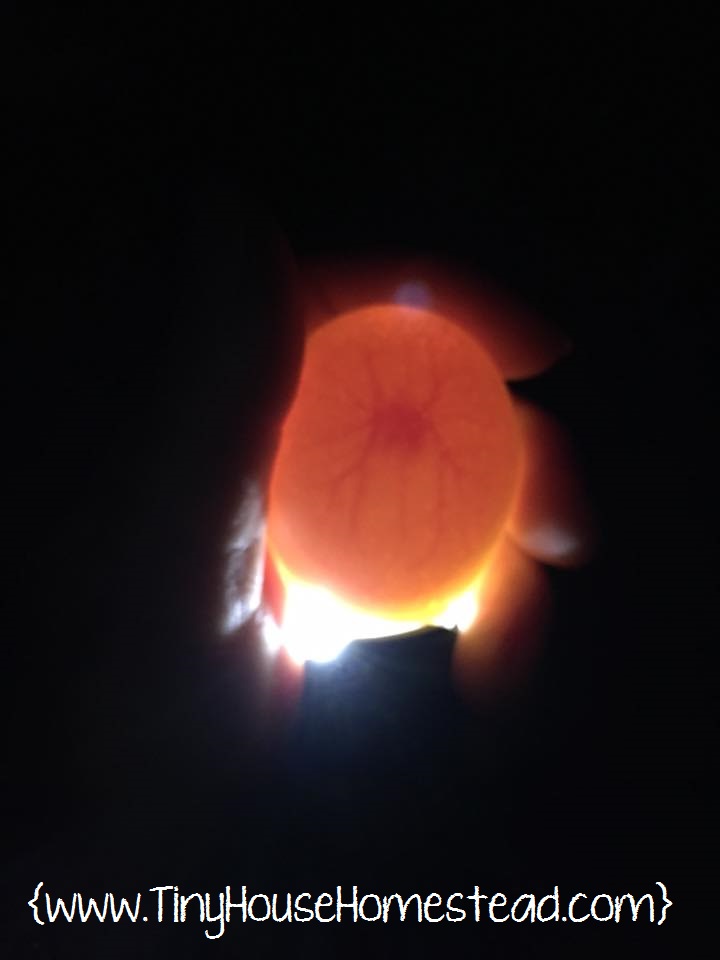 Ideal Humidity In Chicken Coop simple chicken house