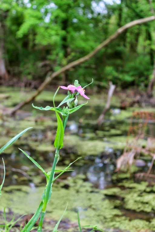 Honey's Treasures Cricket's Bait Shop in Krotz Springs, Louisiana