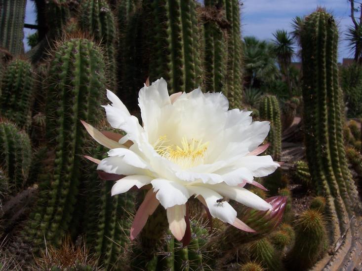 FILANAVAL: LEYENDAS DIAGUITAS ( La Flor del Cactus )