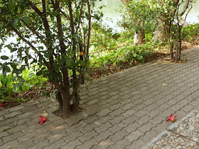 Red silk-cotton (Bombax ceiba, kapot) flowers on a walkway