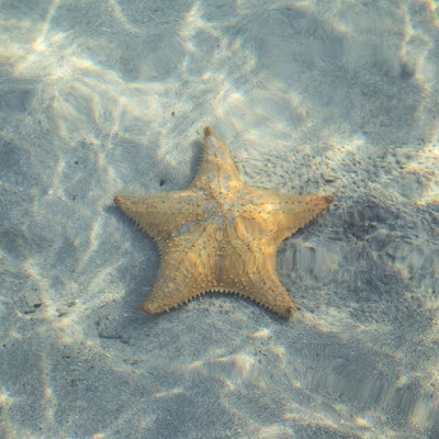 Estrella de mar en el fondo marino