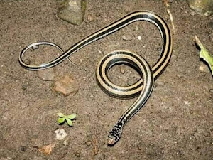 Misteri ular rangon