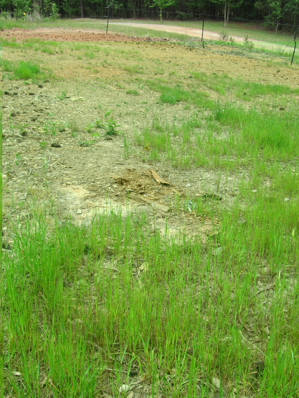 Mary Ann's Country Garden Enrich Your Soil with Cover Crops