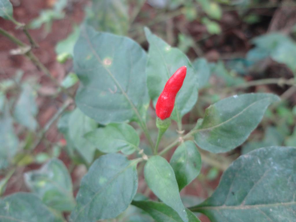 Krishna's ePages Photo Album December 2011 Mahadevan's Garden