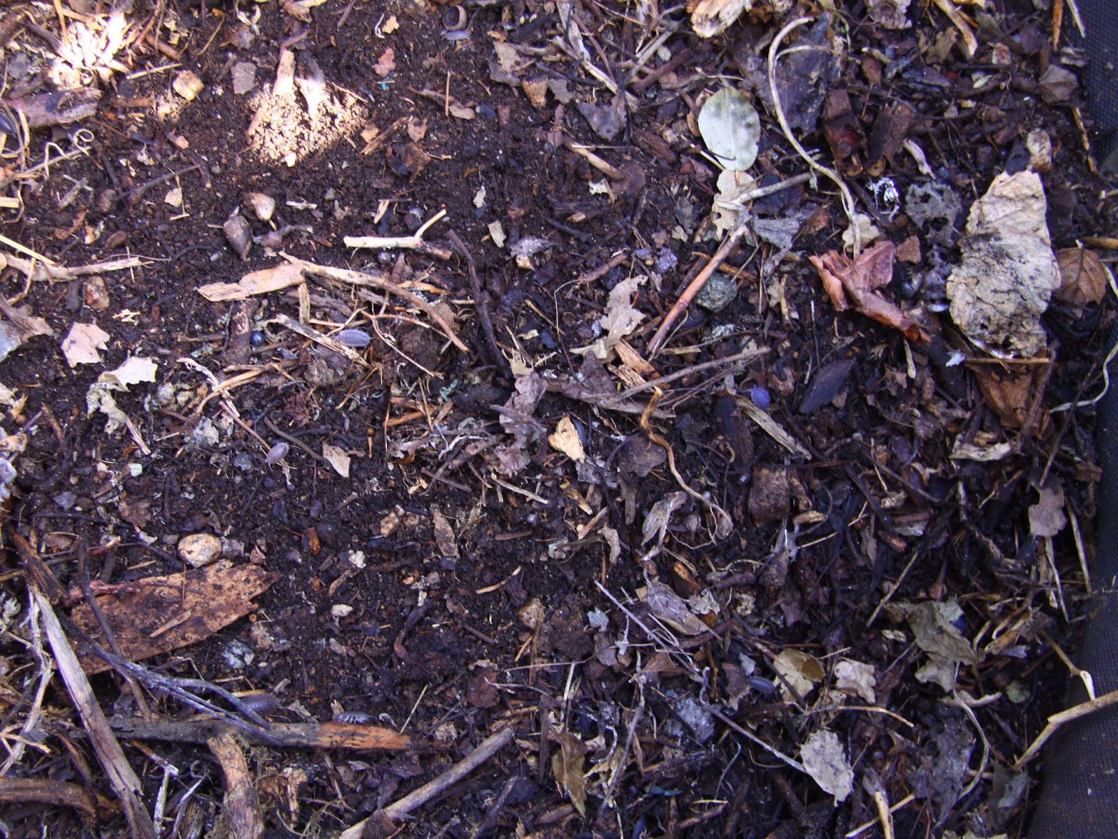From Seed To Table: Compost Happens