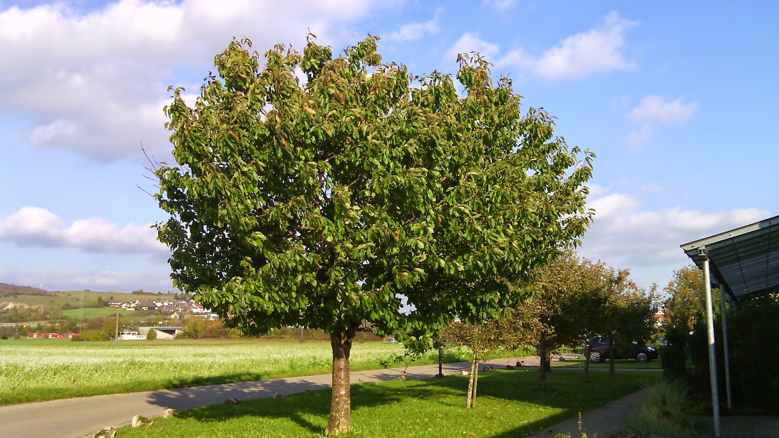 Kirschbaum Im Sommer