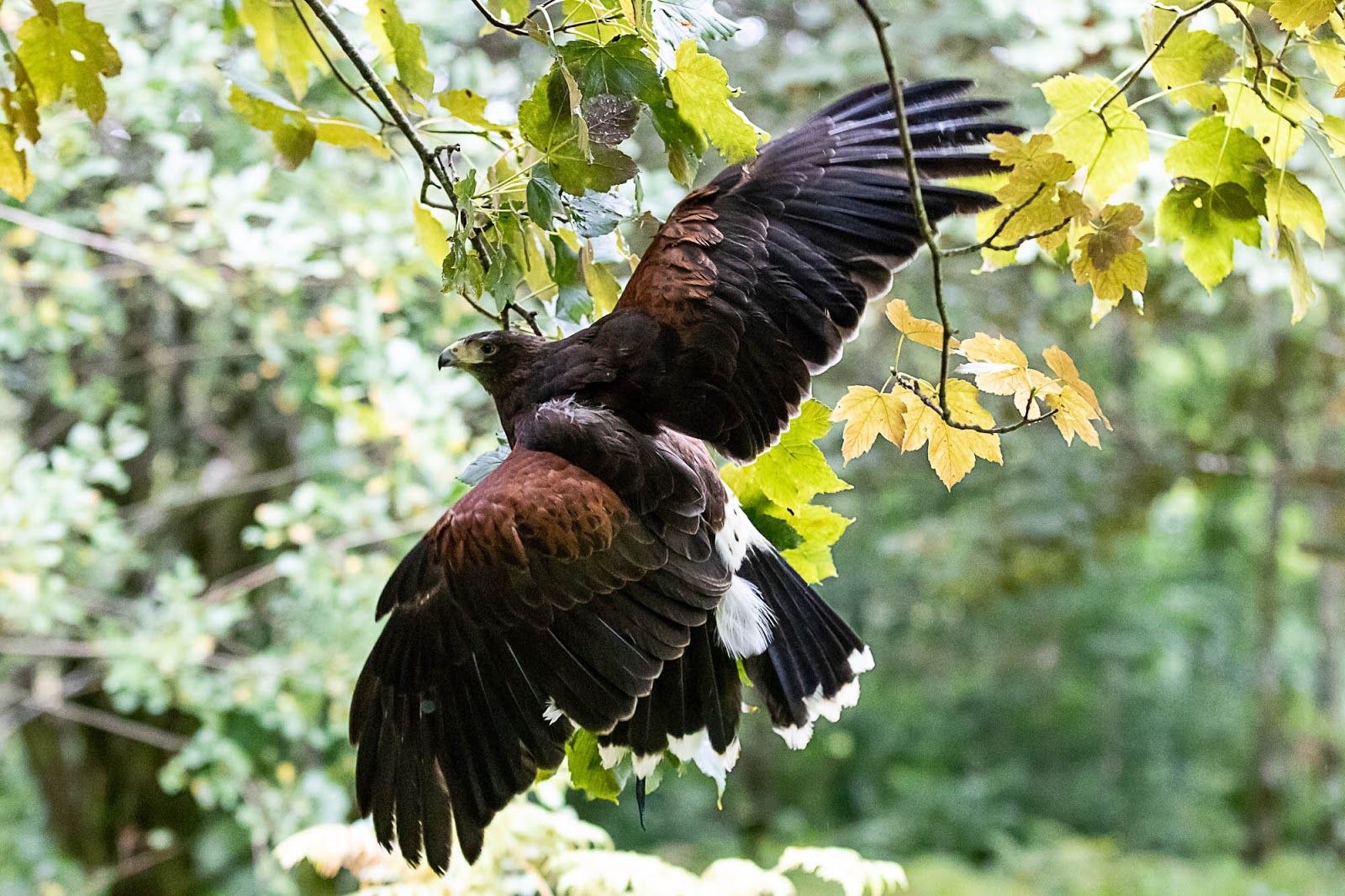 Brief foray into eagle aviary sees excitement build. - Elite Falconry