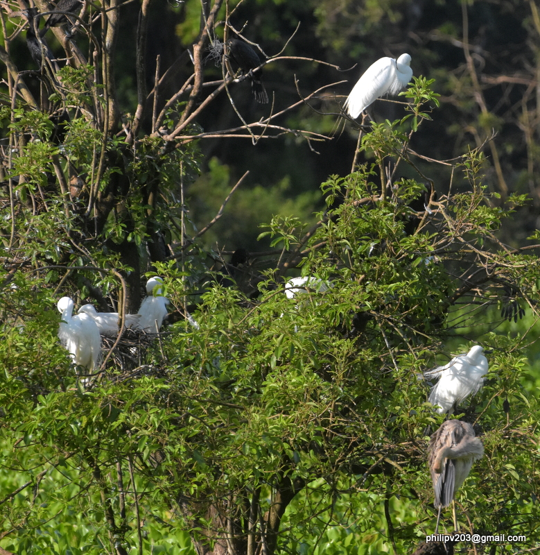 photosofbirdsofsrilanka Egrets and Cormorants at Wasgamuwa National
