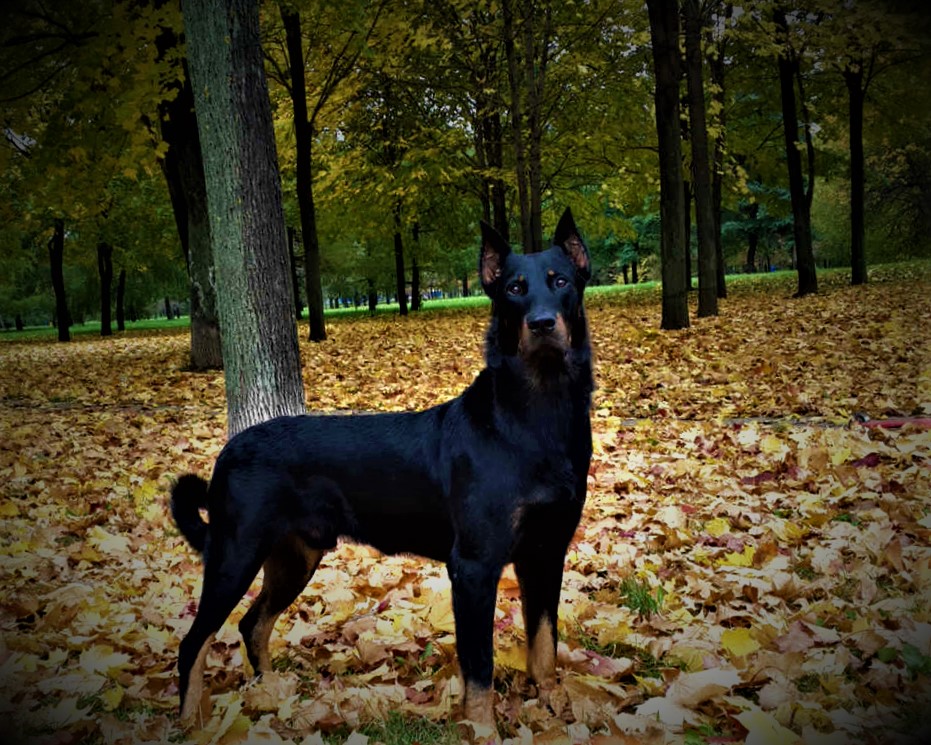 Beauceron Dog breed information, history, description, personality