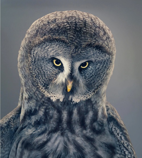 My Owl Barn: Award Winning Photographer Focuses His Lens On Endangered  Species