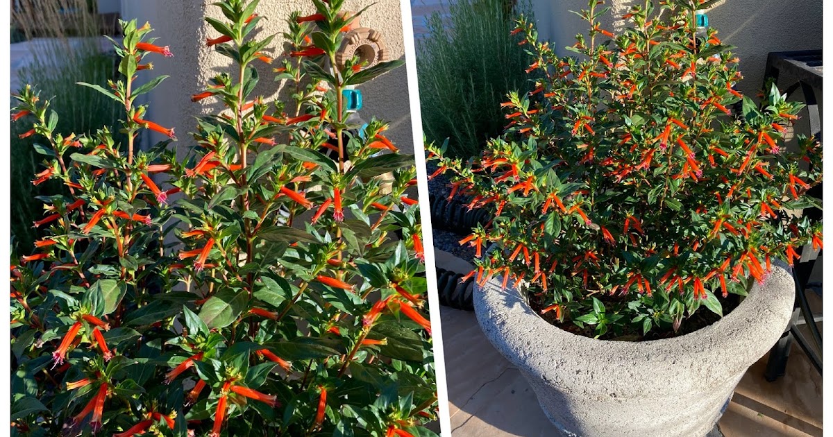 The Plants at Walking Rain Firecracker Plant / Cuphea