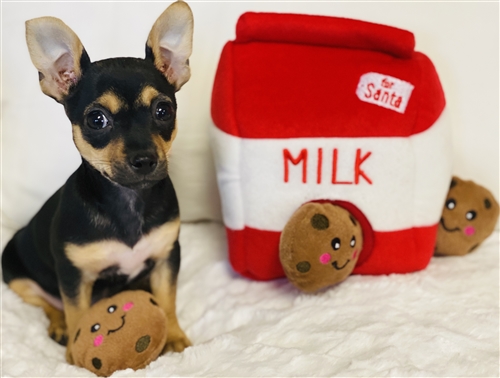 Holiday Burrow- Santa's Milk and Cookies