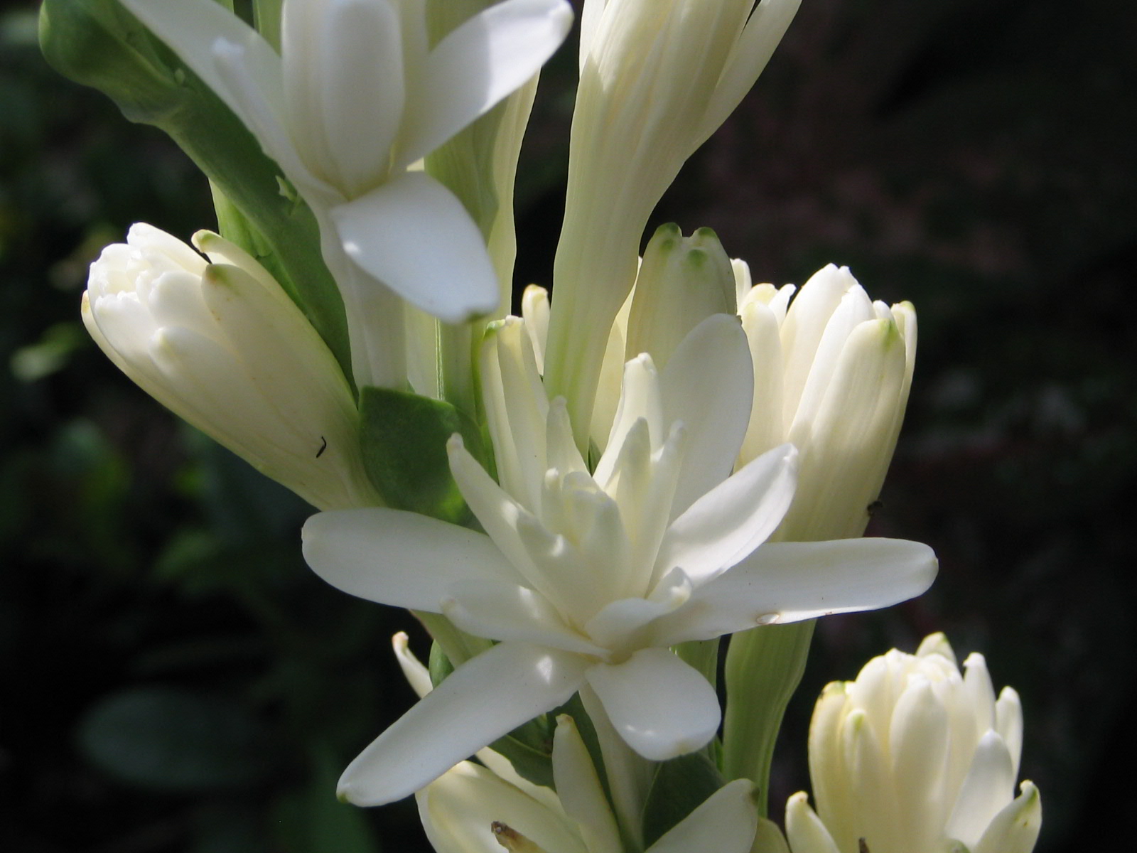 Pictures Of Tuberose 84