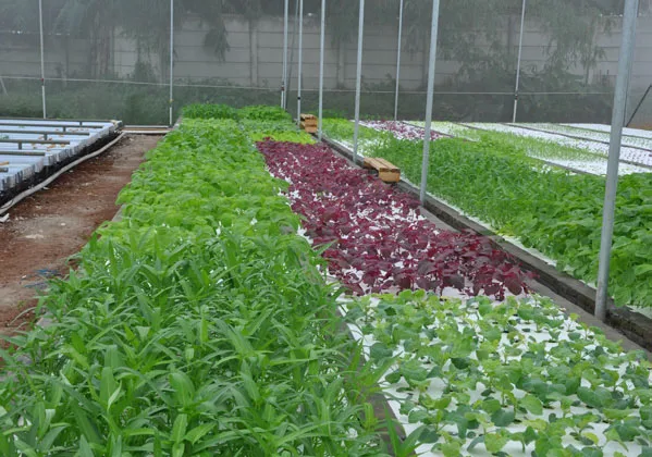 Kontraktor Green House: Tips Bercocok Tanam Sayuran Organik di Lahan Sempit