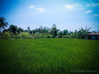 Warm Atmosphere Of Countryside Rice Field At Noon On A Sunny Day At Ringdikit Village North Bali Indonesia