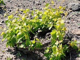 Bush vines at Boutari winery in Santorini Greece