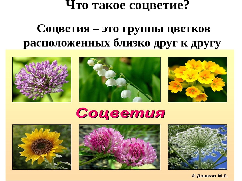 Почему у растений разные формы