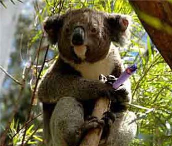 koala in gumtree smoking a joint koala in gumtree smoking a joint