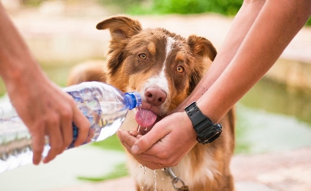 how much water should a dog drink canine hydration