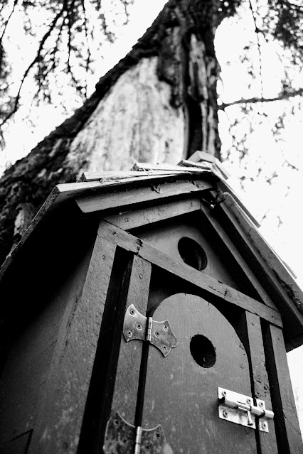 A small almost bird house in front of a large tree in Whitemud Park.