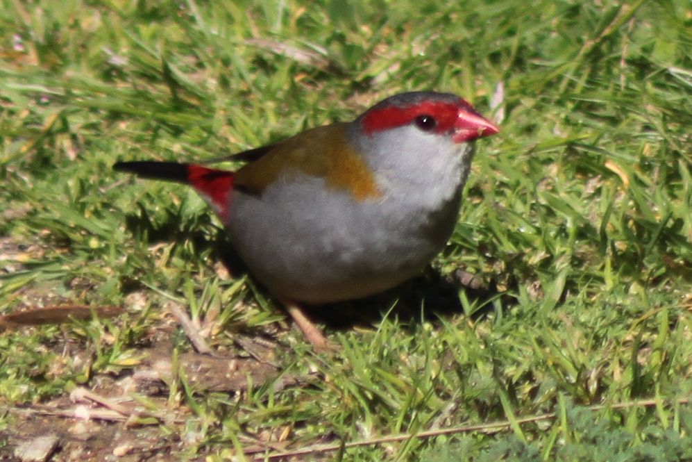 Richard Waring's Birds of Australia: Canberra Birds 4 - the Finches