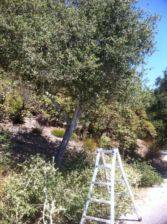 Pruning a Small Live Oak Tree