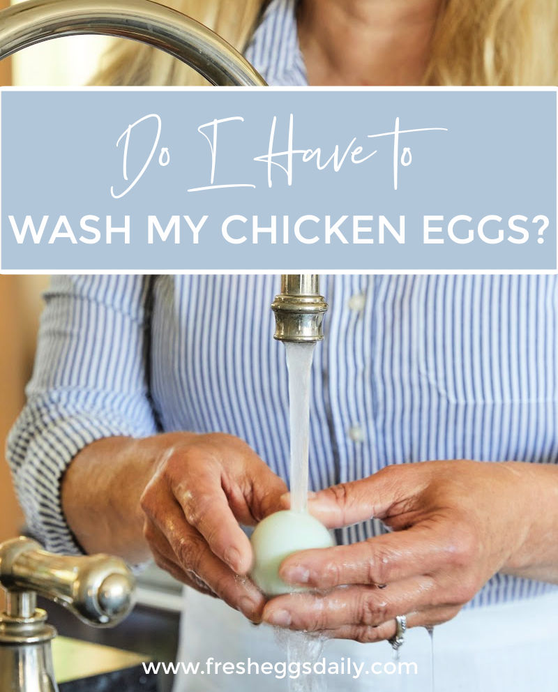 Do I Have to Wash my Fresh Eggs? Fresh Eggs Daily® with Lisa Steele
