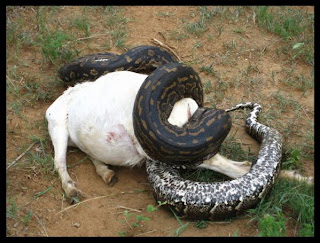 Python+Consuming+Female+Goat.jpg