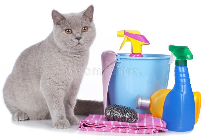 What do Your Pets Want You to Know? Spring Cleaning