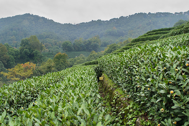 Plantations de thé et paysages à Long Jing