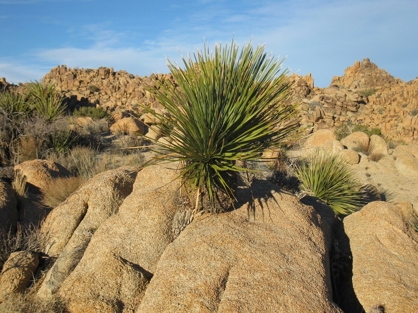 GOOD LIFE Living Well Yogatime Pilates..great exercise for every age Venice CA & Joshua Tree CA