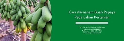 Cara menanam pepaya california, buah pepaya, manfaat buah pepaya, jual benih pepaya, toko pertanian, toko online, lmga agro