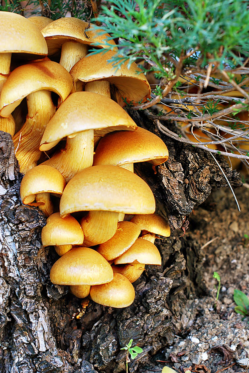 Plant Life: Fungi