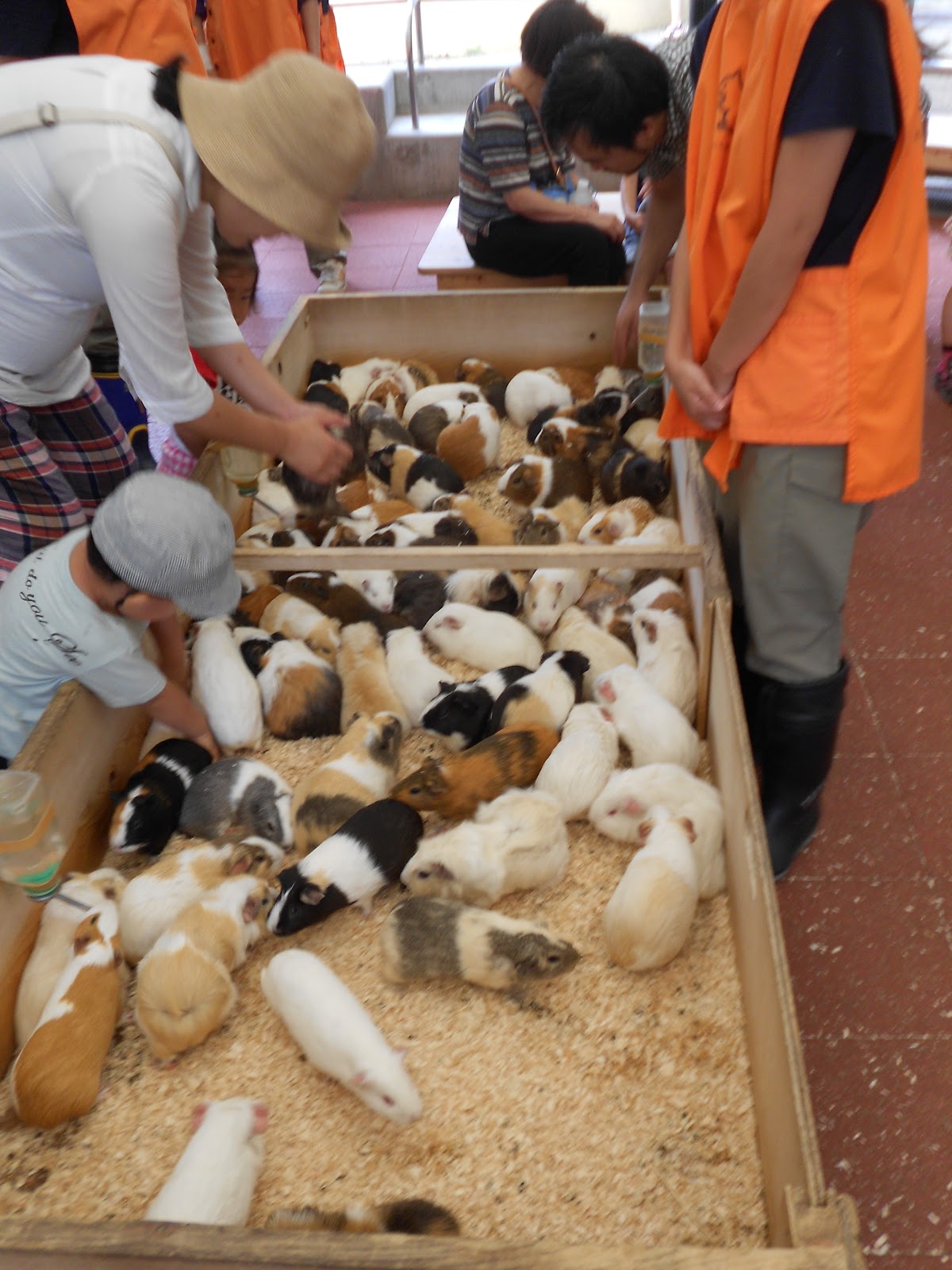 Cavy Savvy A Guinea Pig Blog Guinea Pig Attractions Around the World