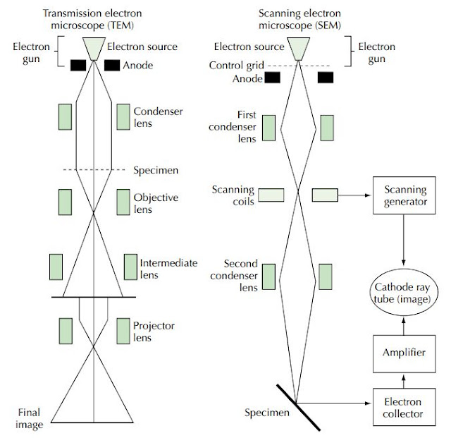 ULTRASTRUCTURAL STUDIES