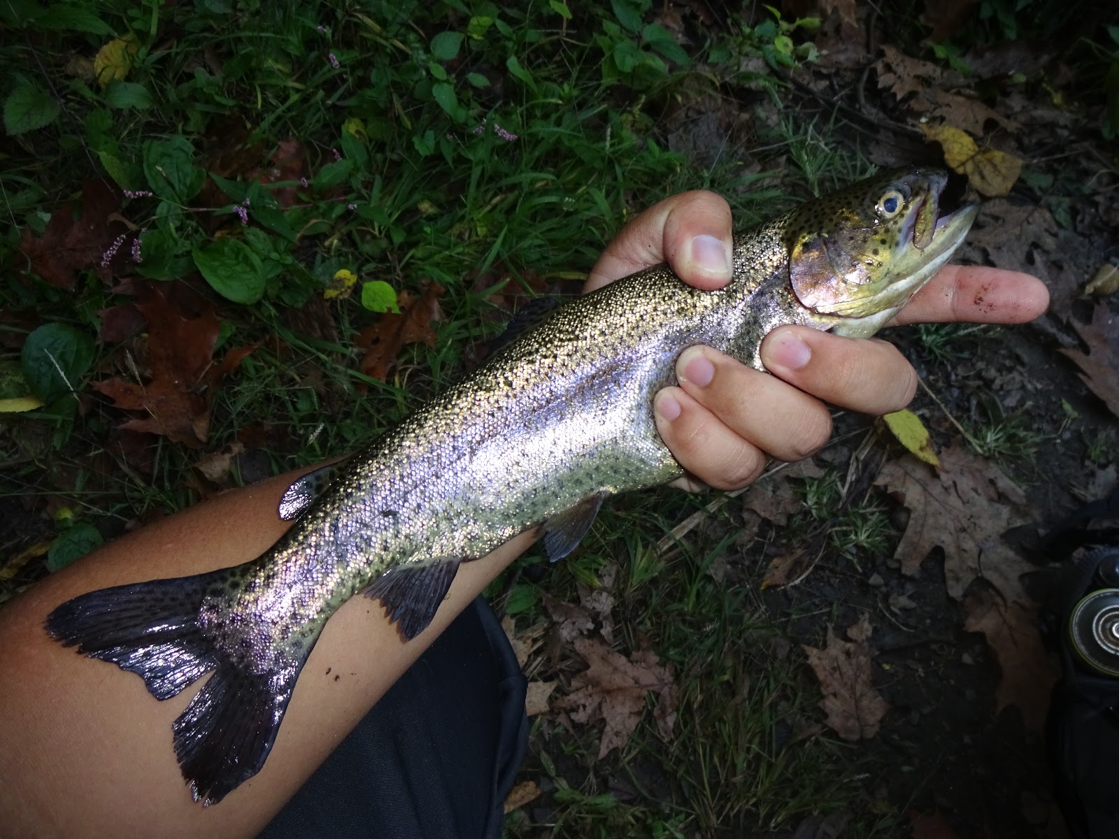 Extreme Philly Fishing The Fall Trout Season in PA Finally Arrived