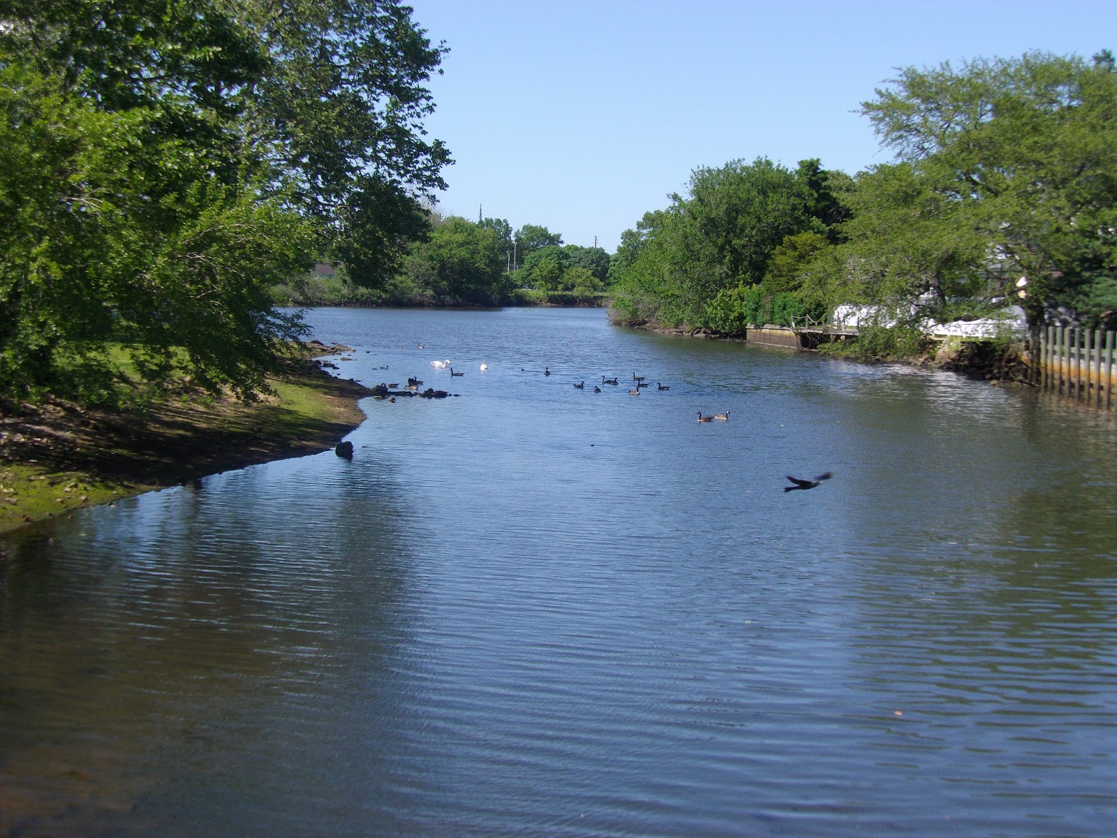 The Great Lakes of NYC Long Island fly fishing for Carp