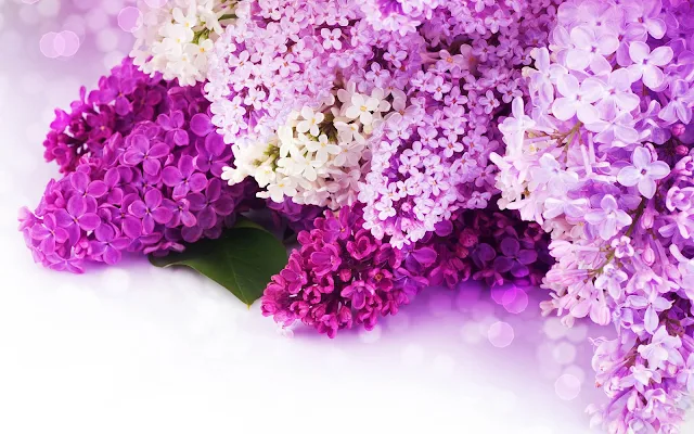 Foto van mooie roze en paarse bloemen