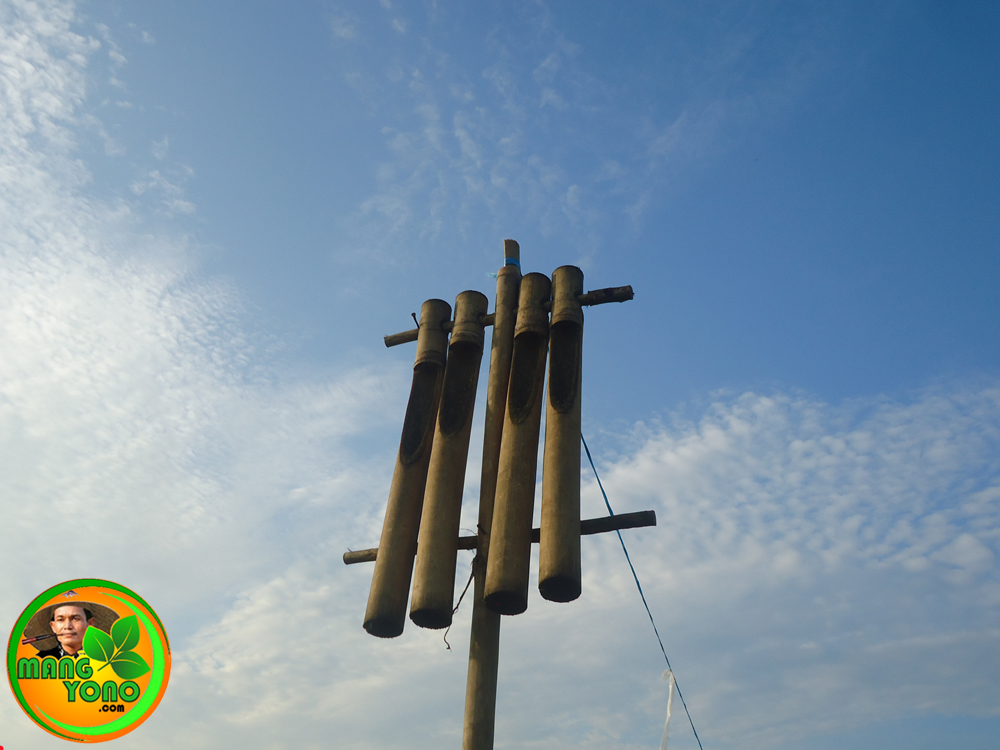 Vidio Cara Mengusir Burung Pipit Disawah Dengan Kokoprak