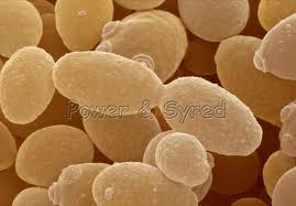 kayla's blog: yeast experiment