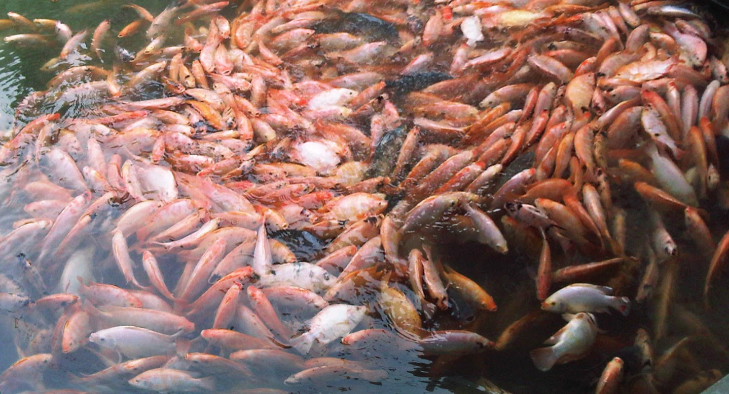 Yuk, Memulai Bisnis Budidaya Ternak Ikan Nila