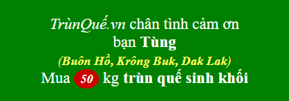 Trùn quế Buôn Hồ