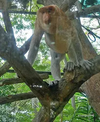 bekantan kebun binatang ragunan jakarta