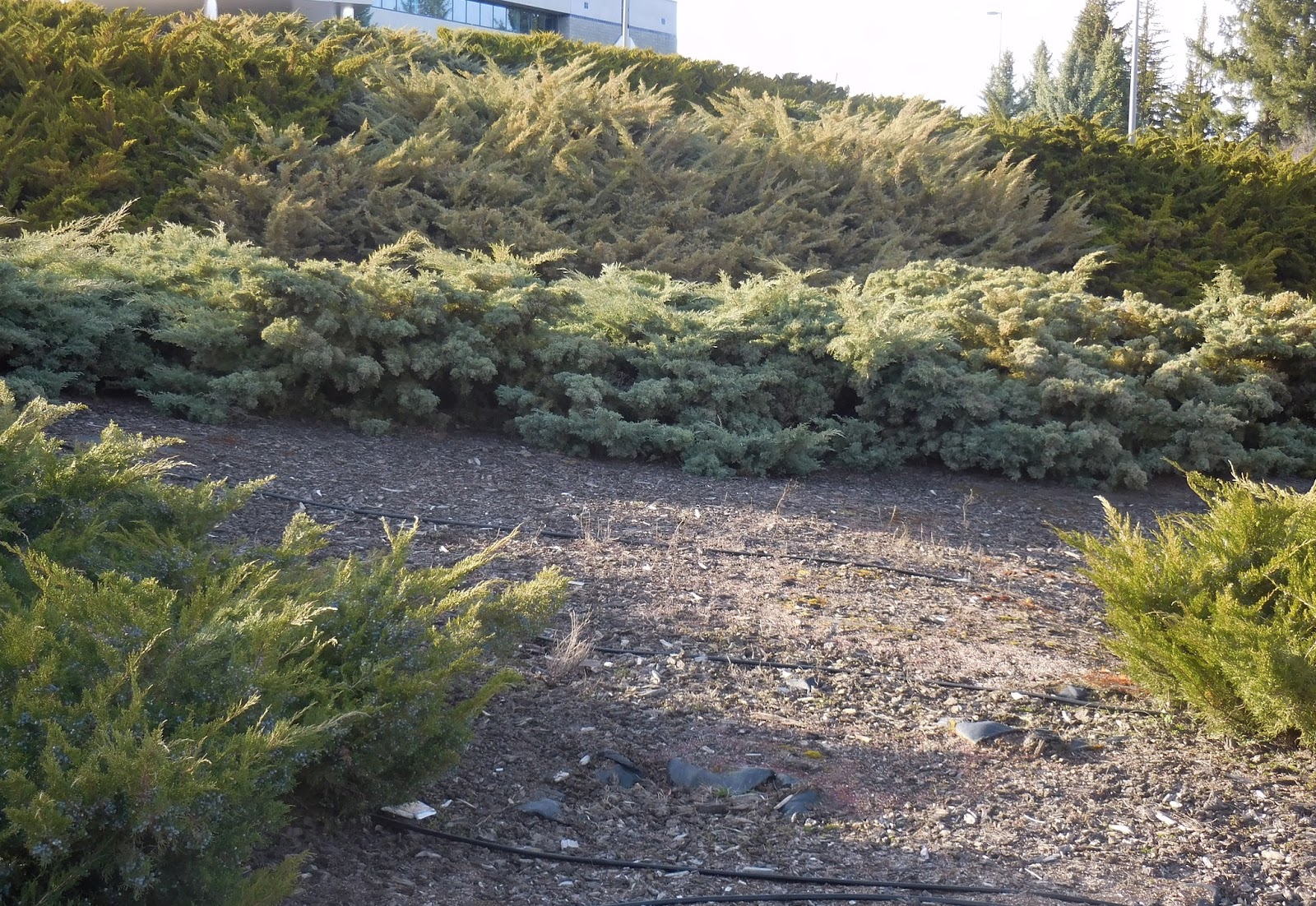 Ryan Homes Florence In Buffalo Diy Landscaping Finished Product