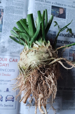 Celeriac